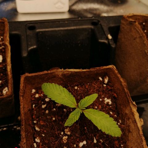 Unknown strain growlog timeline photo