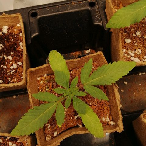 Unknown strain growlog timeline photo