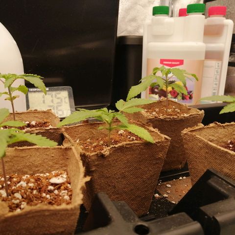 Unknown strain growlog timeline photo