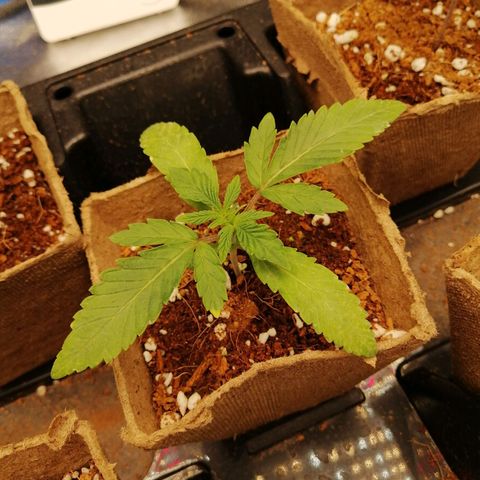 Unknown strain growlog timeline photo