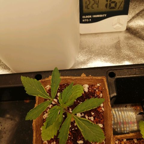 Unknown strain growlog timeline photo