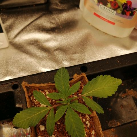 Unknown strain growlog timeline photo