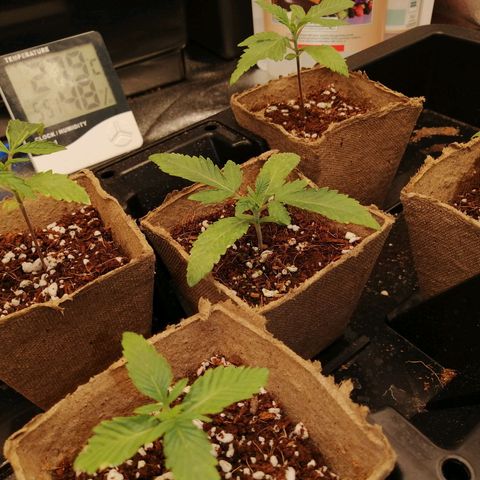 Unknown strain growlog timeline photo