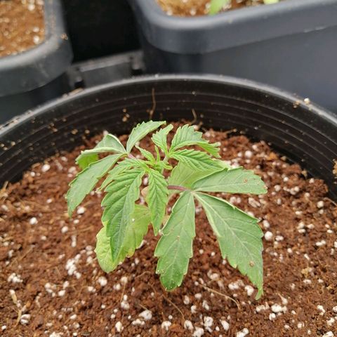 Unknown strain growlog timeline photo