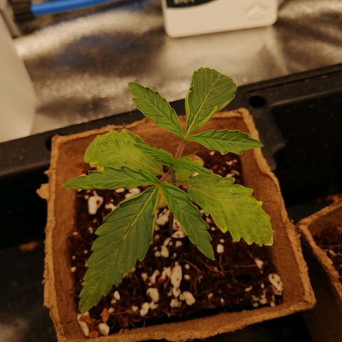 Unknown strain growlog timeline photo