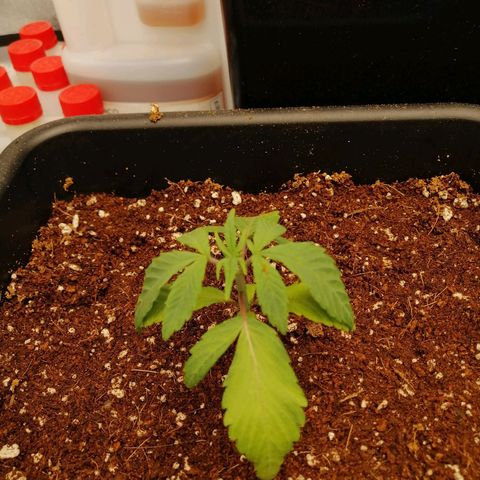 Unknown strain growlog timeline photo