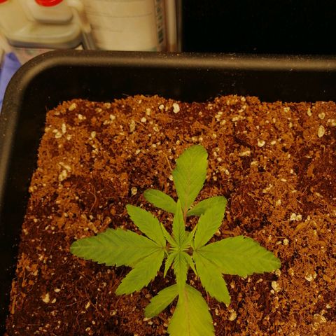 Unknown strain growlog timeline photo