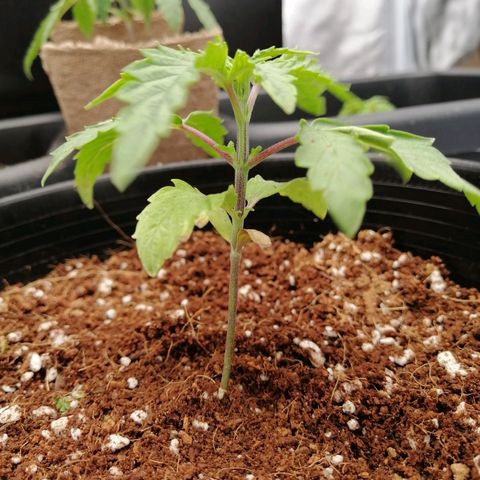 Unknown strain growlog timeline photo