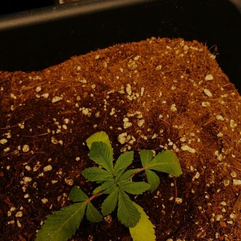 Unknown strain growlog timeline photo