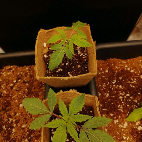 Unknown strain growlog timeline photo