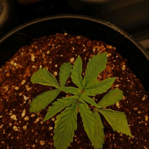 Unknown strain growlog timeline photo