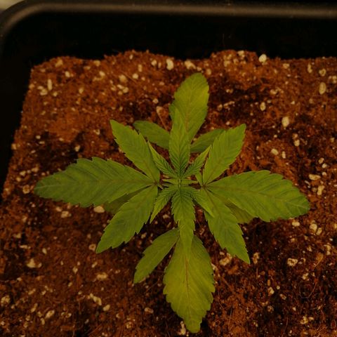 Unknown strain growlog timeline photo