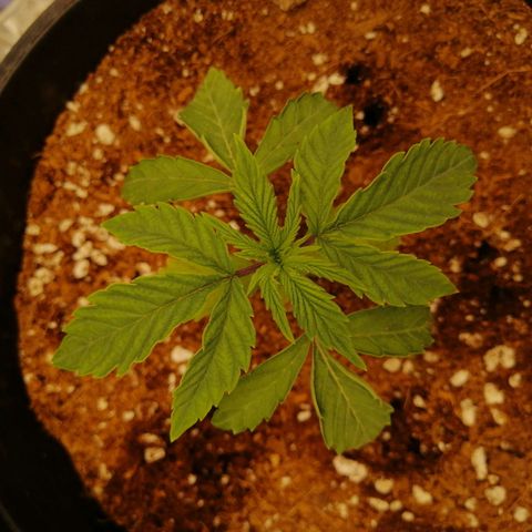 Unknown strain growlog timeline photo