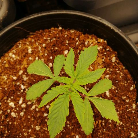 Unknown strain growlog timeline photo