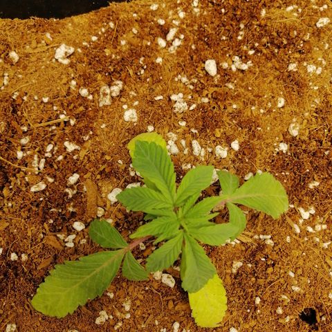 Unknown strain growlog timeline photo