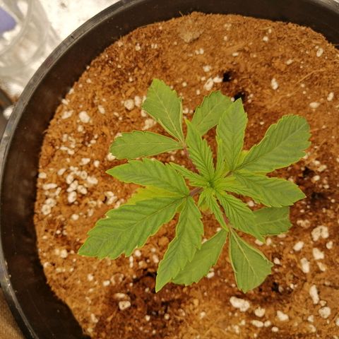 Unknown strain growlog timeline photo