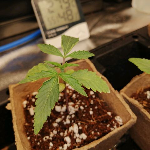 Unknown strain growlog timeline photo