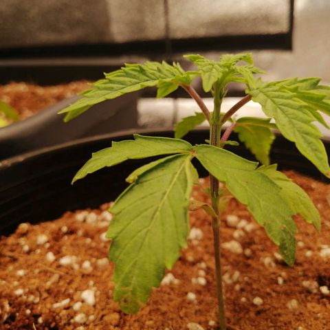 Unknown strain growlog timeline photo