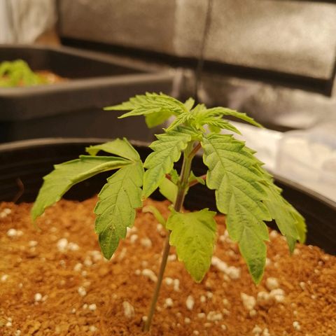 Unknown strain growlog timeline photo