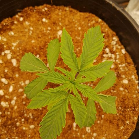 Unknown strain growlog timeline photo