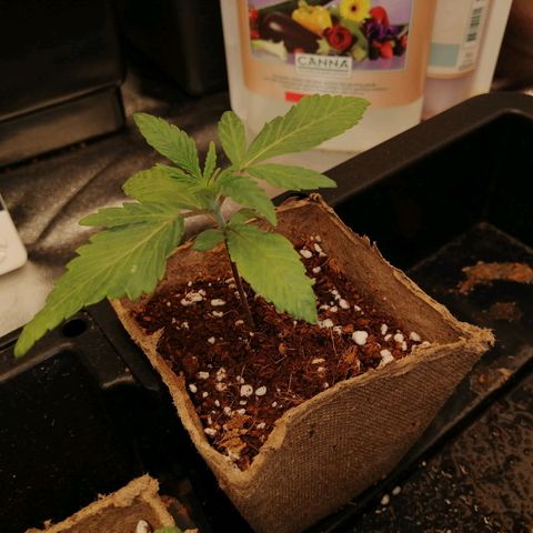 Unknown strain growlog timeline photo