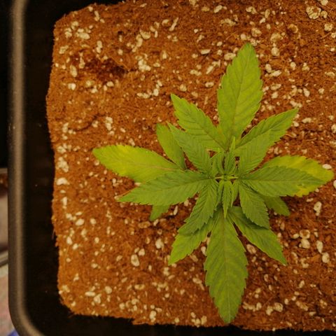 Unknown strain growlog timeline photo