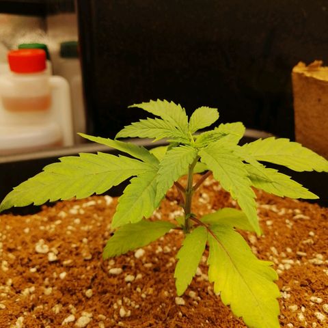 Unknown strain growlog timeline photo