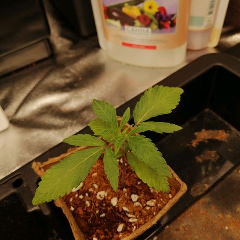 Unknown strain growlog timeline photo