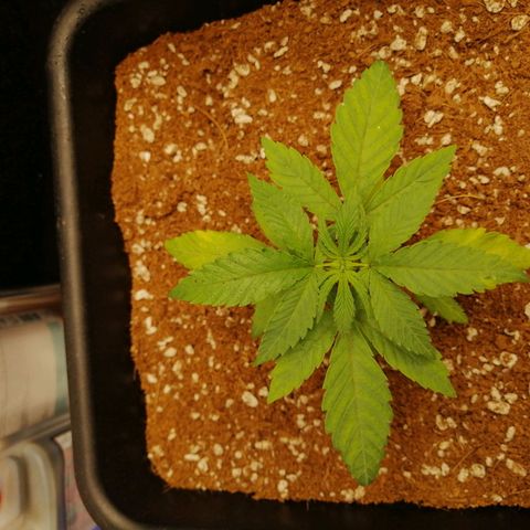 Unknown strain growlog timeline photo
