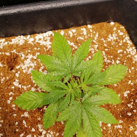 Unknown strain growlog timeline photo