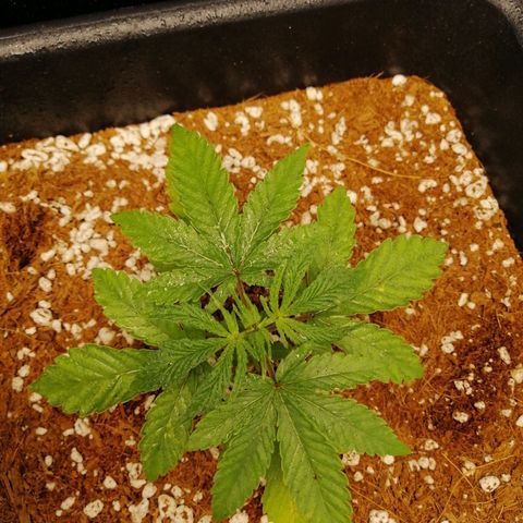 Unknown strain growlog timeline photo