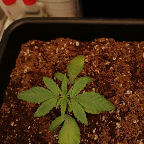 Unknown strain growlog timeline photo