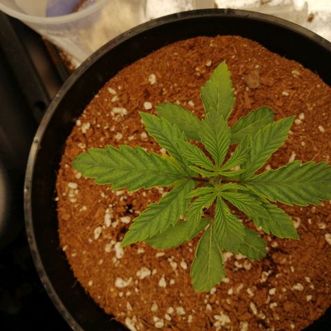 Unknown strain growlog timeline photo