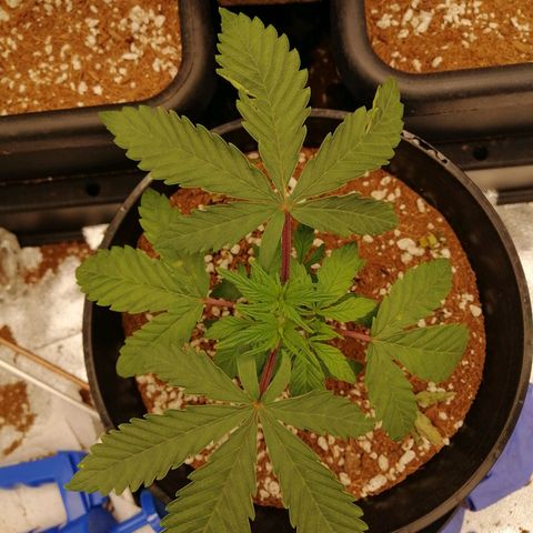 Unknown strain growlog timeline photo