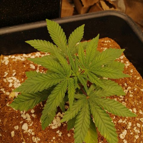 Unknown strain growlog timeline photo
