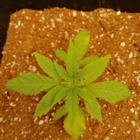 Unknown strain growlog timeline photo