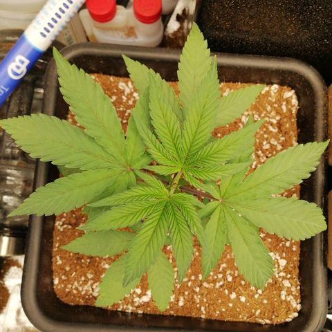 Unknown strain growlog timeline photo