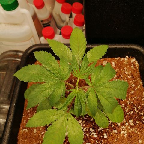 Unknown strain growlog timeline photo