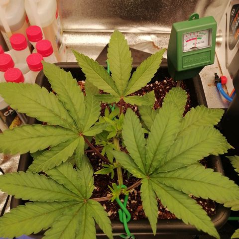 Unknown strain growlog photo: Accidentally broke 2 branches/tops, one looks fucked other is alright. Photos taken 5 mins before it happened 