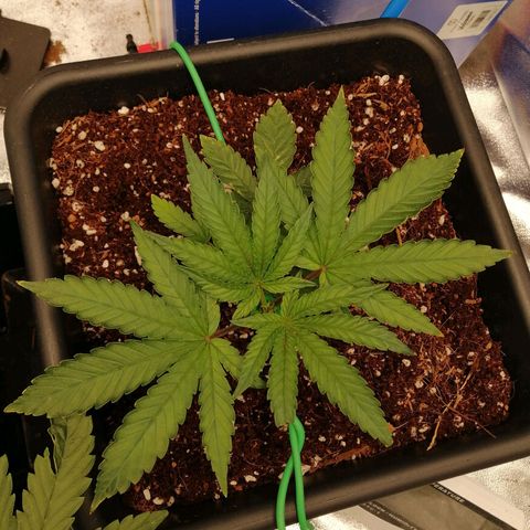 Unknown strain growlog photo: Accidentally broke 2 branches/tops, one looks fucked other is alright. Photos taken 5 mins before it happened 