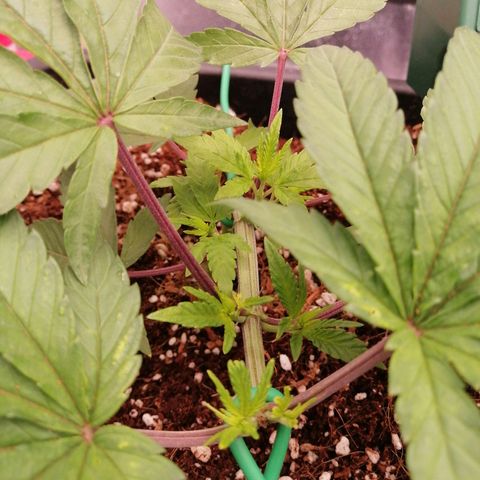 Unknown strain growlog photo: Accidentally broke 2 branches/tops, one looks fucked other is alright. Photos taken 5 mins before it happened 