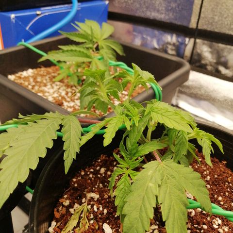 Unknown strain growlog timeline photo