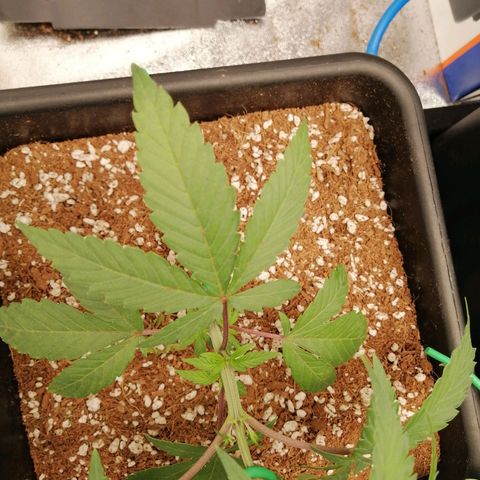 Unknown strain growlog timeline photo