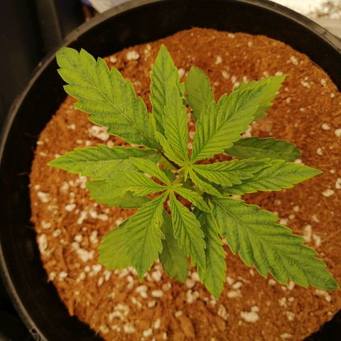 Unknown strain growlog timeline photo