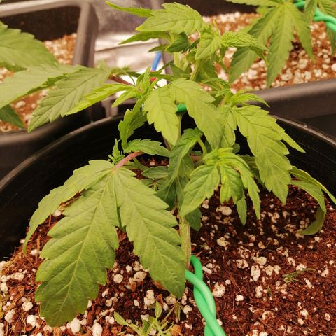 Unknown strain growlog timeline photo