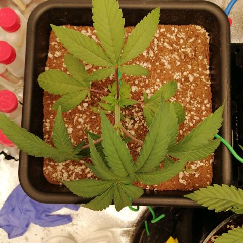 Unknown strain growlog timeline photo