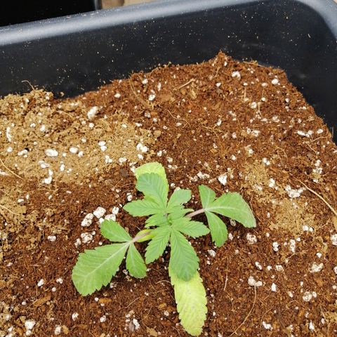 Unknown strain growlog timeline photo