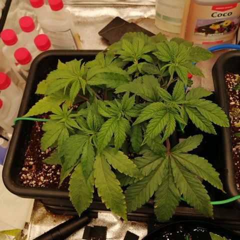 Unknown strain growlog timeline photo