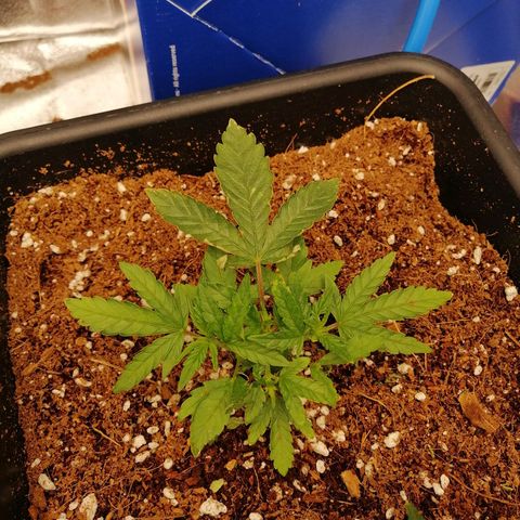 Unknown strain growlog timeline photo