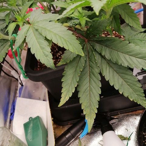 Unknown strain growlog timeline photo